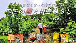 日本で絶滅寸前の養蚕から桑農園を見た（後編）／心のバトン／猫のマオランにもお土産【フカセンvlog254】もう誰も居ない実家の古民家で保護猫マオランと一人田舎暮らし。