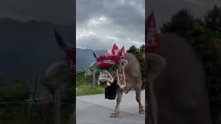 Parada ti Baka: Switzerland