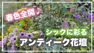 大人っぽくて美しい♪春の花壇の植え込み【花壇】