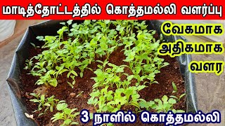 3 நாளில் கொத்தமல்லி வேகமாக வளர | kothamalli in maadithottam | coriander grow in terrace garden tips