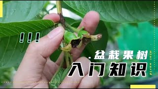 果实膨大有窍门，不花钱只需动动手，水果长得大又甜