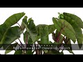 planthaven 360 video colocasia royal hawaiian® hawaiian punch