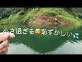 浦山ダム　バス釣り２０２４年７月２４〜２５日　でで出ました！！５６cm