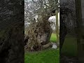 Is this England's oldest oak tree? with the Knotman