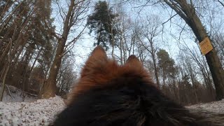 The forest through German Shepherd's eyes/Las oczami Owczarka Niemieckiego