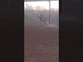 horse cantering with🐎 frankie shorts pony horseriding cantering canter equestrianlifestyle🐎