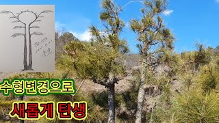 수형변경으로 새롭게 탄생 2204편(조형소나무)