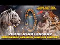 Penjelasan lengkap GELANG MACAN LANGIT