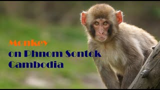 King monkey Eating Food on Phnom Sontuk / The monkey/ king Monkey/ស្វានៅភ្នំសន្ទុក