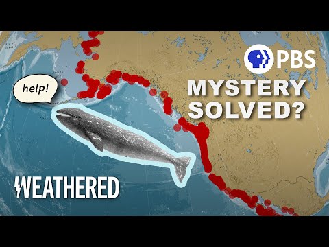 Why Are So Many Gray Whales Washing Up On Shore?