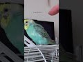 催眠術にかかりそうな風花ちゃん セキセイインコ インコ shorts