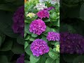 Ajisai | Hydrangeas In Japan #shorts #ajisai #japan #hydrangeas #tokyo #flower #shortsvideo #hana