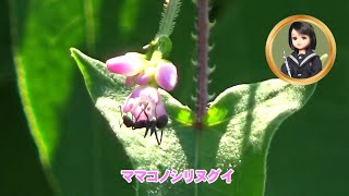 30秒の心象風景28477・花にアリが来る～ママコノシリヌグイ～