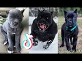 Cane Corso are Badass and Friendliest TikTok Compilation