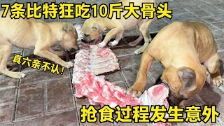 【姚三马】7条比特狂吃10斤骨头，抢食过程发生意外，竟把二凯大腿咬个窟窿