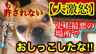 【大激怒】愛犬が最悪の場所でオシッコとウンチ！粗相を連発にママが怒り心頭！子犬がストレスで嘔吐？究極のトイトレ作戦が失敗で振り出しに戻る！掃除すると悲しい結末が…【フレンチブルドッグ 】【フレブル】