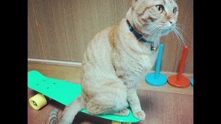 捨て猫出身、茶トラ猫虎之介のスケボートレーニング✩【cat tricks】