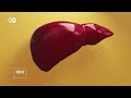 लीवर हमारे शरीर में क्या करता है what does the liver do