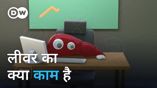 लीवर हमारे शरीर में क्या करता है [What does the liver do?]