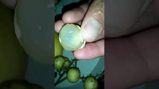 unboxing buah lengkeng matalada memang juara daging tebal \u0026 manis #lengkeng #lengkengmatalada #juara