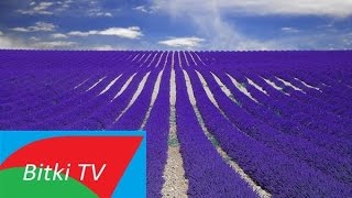 Lavanta Çiçeği -  Lavandula - Bitki TV