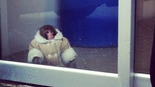 Ikea monkey surprises Toronto shoppers