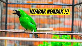 PANCINGAN CUCAK HIJAU GACOR DOR, BIKIN CUCAK HIJAU MANA SAJA IKUT RESPON !