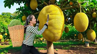 Harvest Giant Forest Sun Fruits \u0026 Go to Market Sell - Giant fruit shaped like the sun | Daily life