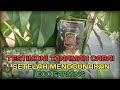 TESTIMONI TANAMAN CABAI SETELAH MENGGUNAKAN ECO FARMING !!