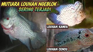 KESALAHAN YANG BISA MEMBUAT MUTIARA LOUHAN NGEBLOK {SERING TERJADI DI CENCU & KAMFA}