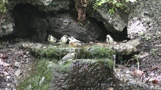 山中湖 大洞の泉のヤマガラ（幼鳥）とヤマガラとシジュウカラ（幼鳥）その１（4K動画）