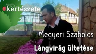 Talajtakaró növények ültetése: Phlox - Lángvirág ültetése - Megyeri Kertészet