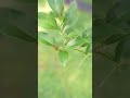 Butterfly Laying Eggs Giant Swallow Tail