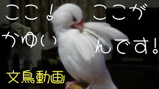 白文鳥ふーちゃんのブルブルバタバタカイカイ忙しい毛繕い 文鳥動画