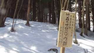 20140315塩山竹森のザゼンソウ（ざぜん草）