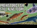 5 Prehistoric Fish Still Alive Today