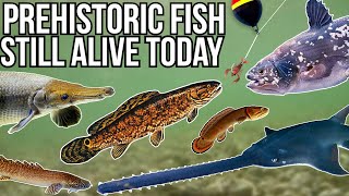 5 Prehistoric Fish Still Alive Today