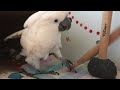 It appears to be a mellow-mooded morning for this cockatoo, but gosh darn it, he's adorable