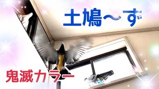 土鳩～ずのハウスとバードスーツの話2022/2/1撮影