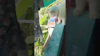 ഇവൾ എവിടെ ആണ് പോയെ #persion #cat #pets