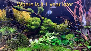 JBJ 45 gallon AIO 1 year Anniversary  all rare plants #plantedtank #aquarium what was used