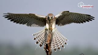 Common Kestrel