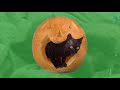 Cutest kittens in the World doing funny things 2021 || 1080p ||