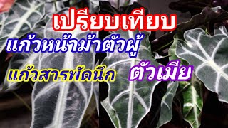 แก้วสาระพัดนึก..ตัวผู้ตัวเมียต่างกันอย่างไร Alocasia ไม้มงคล ได้ดั่งใจนึก เสริมโชคลาภ