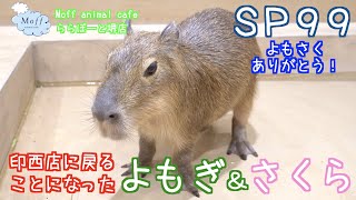 ＳＰ９９　印西店に戻ることになった仲良しカピバラ（よもぎ＆さくら）