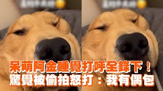 呆萌阿金睡覺打呼全錄下！　驚覺被偷拍怒打：我有偶包｜寵物動物｜黃金獵犬｜阿金