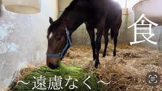 いただいた生牧草をリハビリ中のカウムディー2023にプレゼントしました☘️☘️