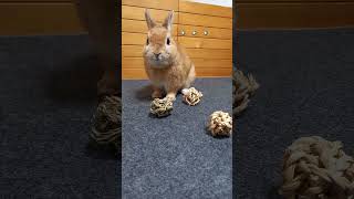 【うさぎカフェ】しっぽに何した！？という表情のうさぎさん　#Shorts #うさぎカフェ #うさぎ #bunny