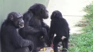 リュウ家族 チンパンジー 30 Chimpanzee Ryu family groups