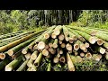 How to Processing Millions Bamboos How to Process Bamboo on a Large Scale Industrial Techniques